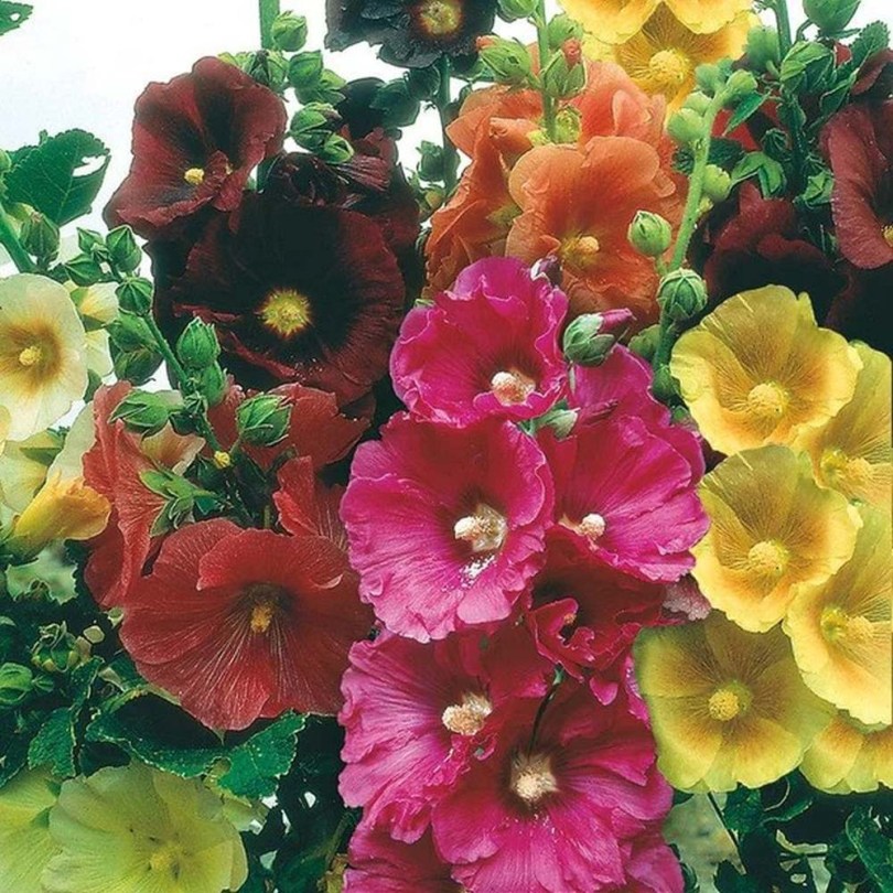 Óriás mályvarózsa Giant Single Mix - Alcea rosea